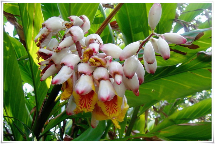 烘干機廠:草豆蔻種植技術及管理 烘干機廠:草豆蔻種植技術及管理