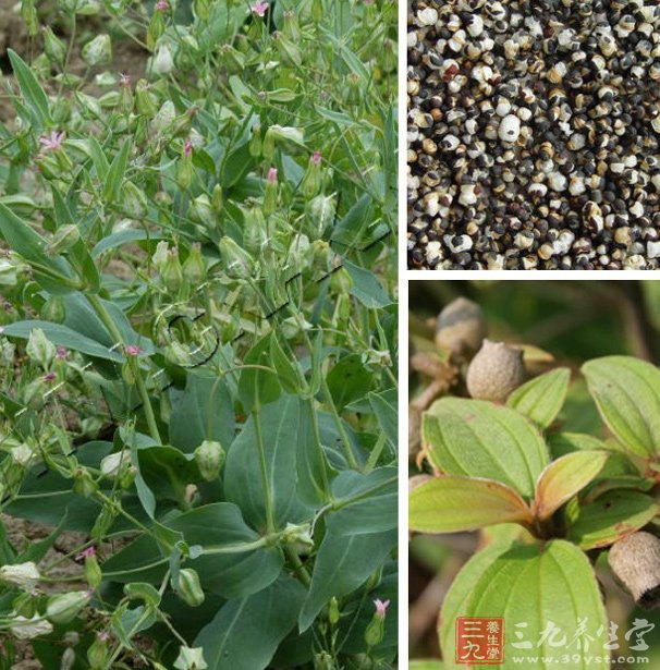 烘干機廠:王不留行種植技術及管理 烘干機廠:王不留行種植技術及管理